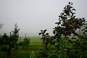 20th Sep 2022 - misty orchard