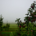 misty orchard