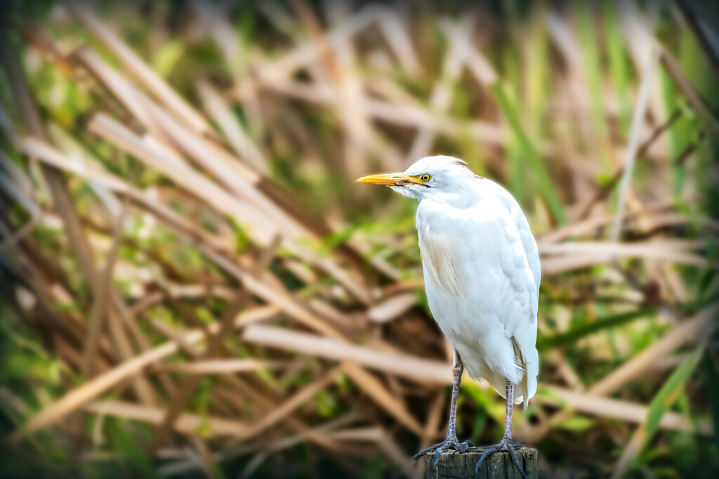 Cattle Egret  by ludwigsdiana