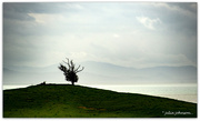 21st Sep 2022 - The Lone Tree..