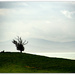 The Lone Tree.. by julzmaioro