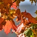 Colours of autumn 