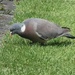 Pigeon  by plainjaneandnononsense