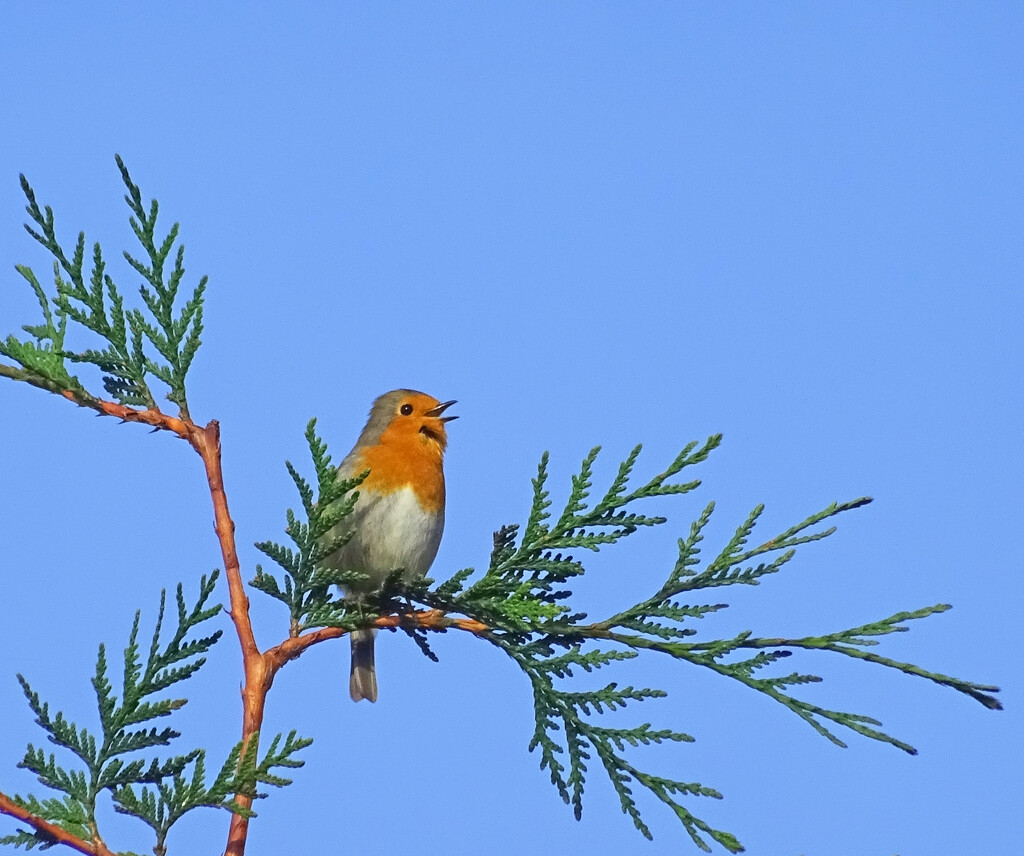 Robin in full song  by marianj