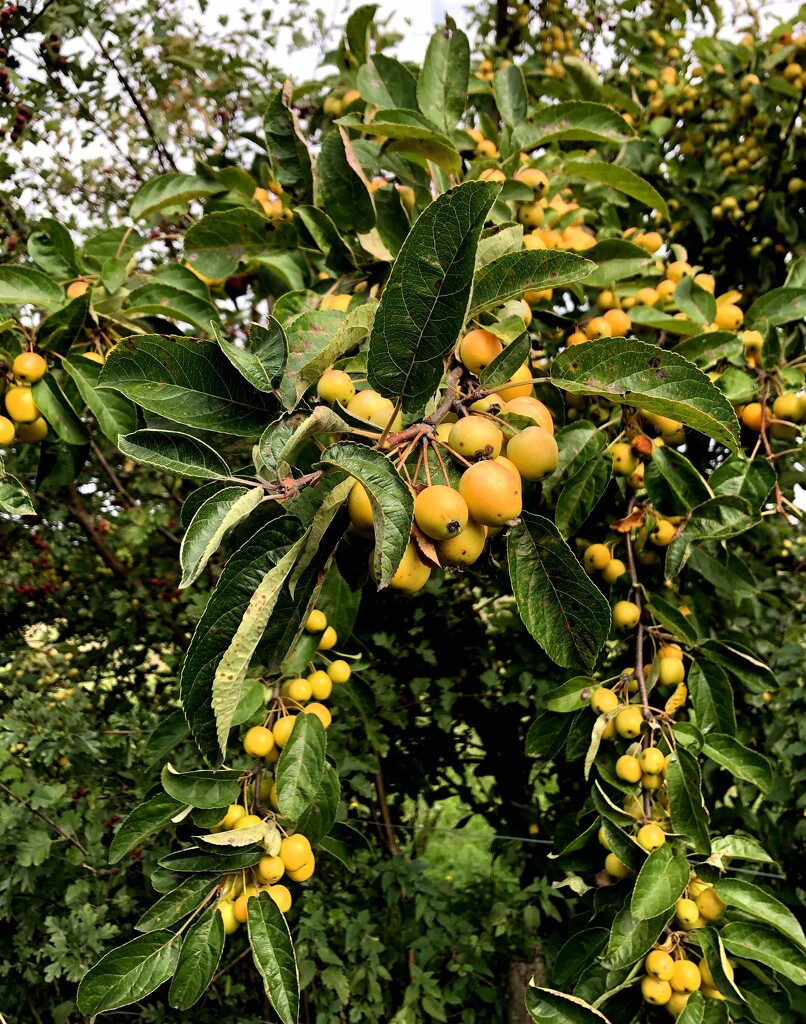Yellow Berries by arkensiel