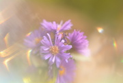 21st Sep 2022 - Asters in the garden........