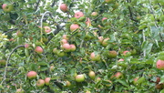 20th Sep 2022 - Good Year for Apples