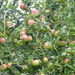 Good Year for Apples