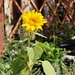 A little self seeded sunflower in the garden.  by samcat