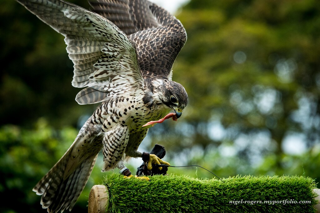 Falconry display by nigelrogers