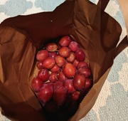 21st Sep 2022 - Harvest of plums 