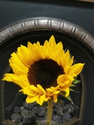 21st Sep 2022 - Sunflower 