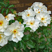 White roses by larrysphotos