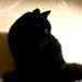 Black Cat by metzpah
