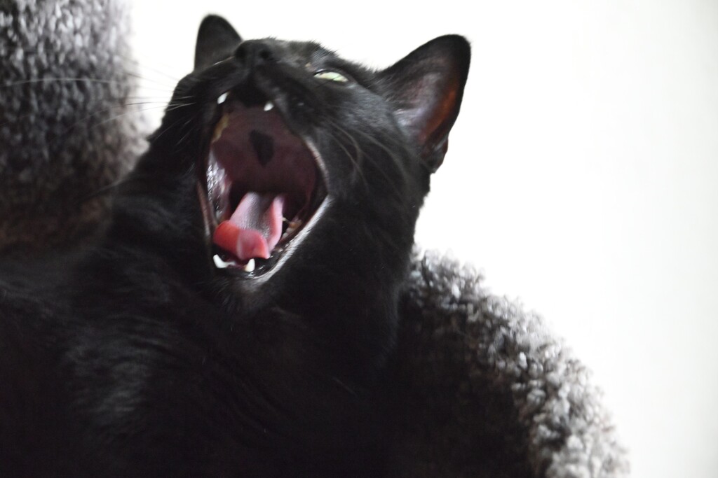 Big Yawn by metzpah