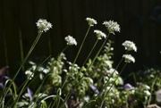21st Sep 2022 - Blooming Garlic Chive