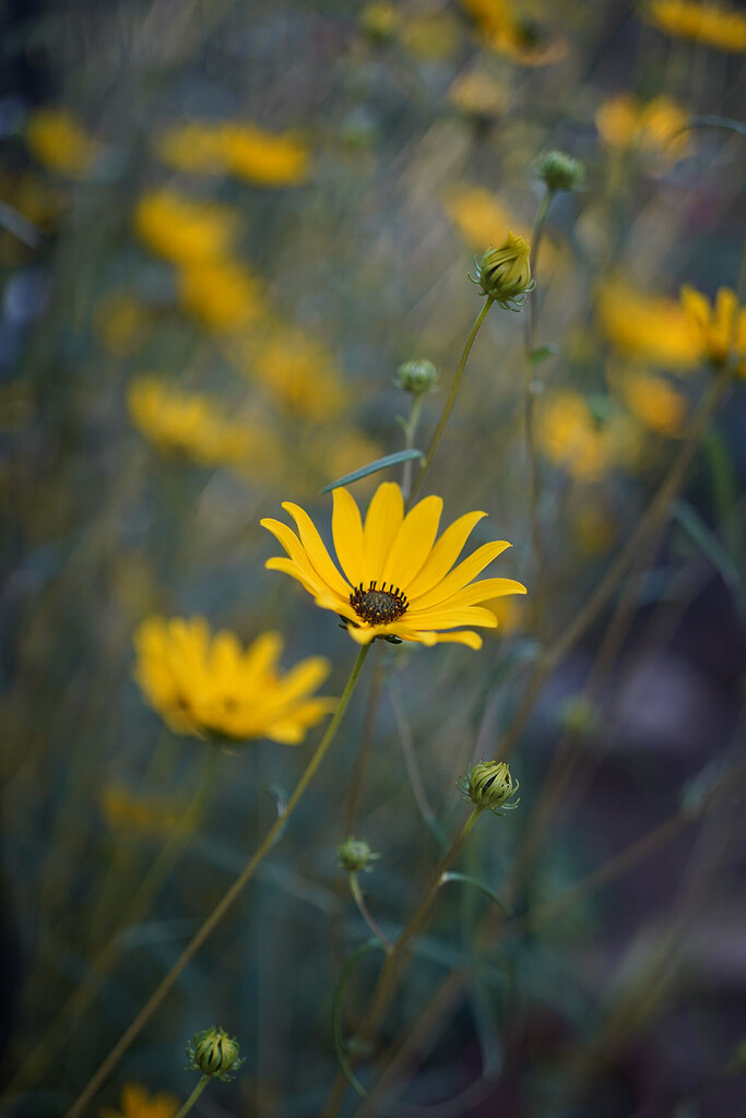 NF-SOOC Swamp Sunflowers by kvphoto
