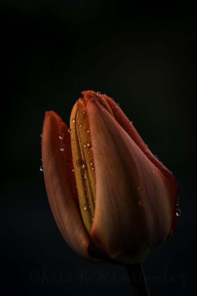 Tulip by kipper1951
