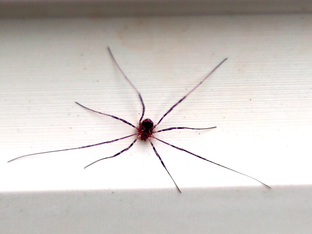 Itsy-Bitsy Spider  by corinnec