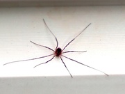 21st Sep 2022 - Itsy-Bitsy Spider 