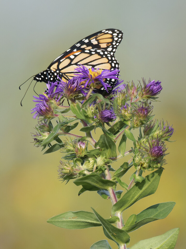 Monarch atop New England Asters by rminer