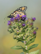 21st Sep 2022 - Monarch atop New England Asters