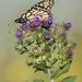 Monarch atop New England Asters