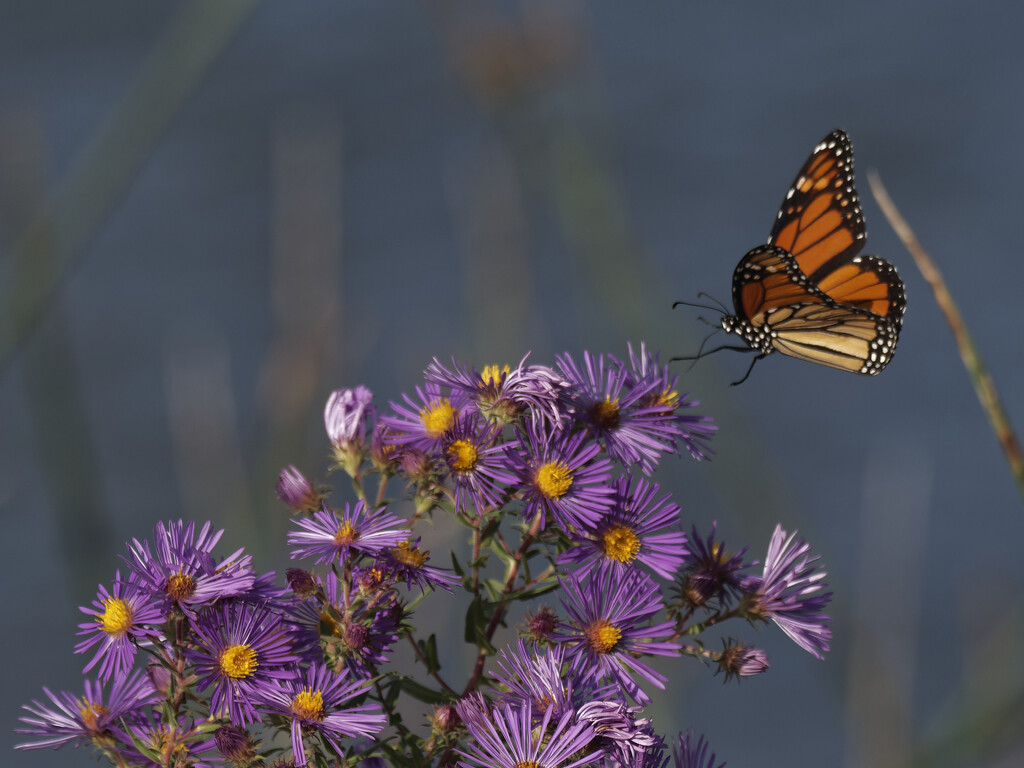 Monarch and New England Asters  by rminer