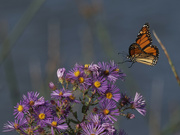 21st Sep 2022 - Monarch and New England Asters 