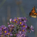 Monarch and New England Asters 