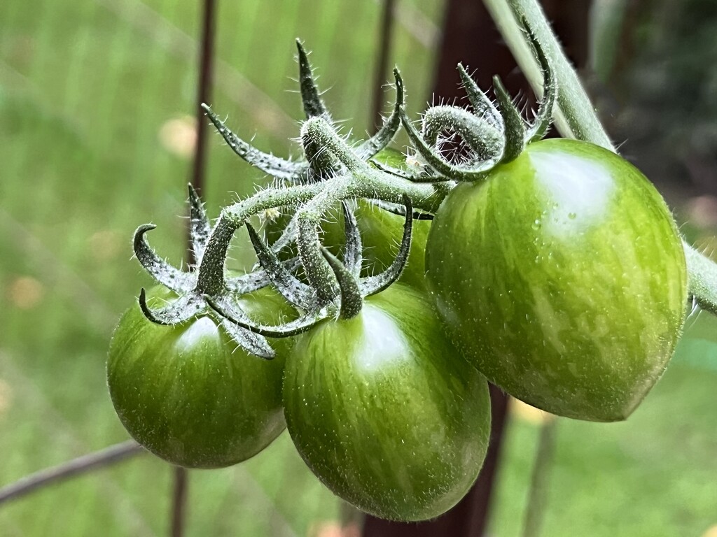 green tomatoes by amyk