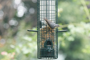 21st Sep 2022 - Nuthatch and Bokeh
