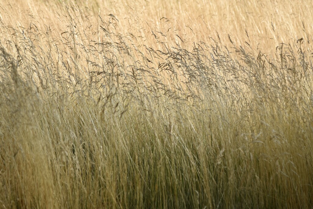 Amber Waves Of Grass by mamabec