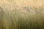 20th Sep 2022 - Amber Waves Of Grass