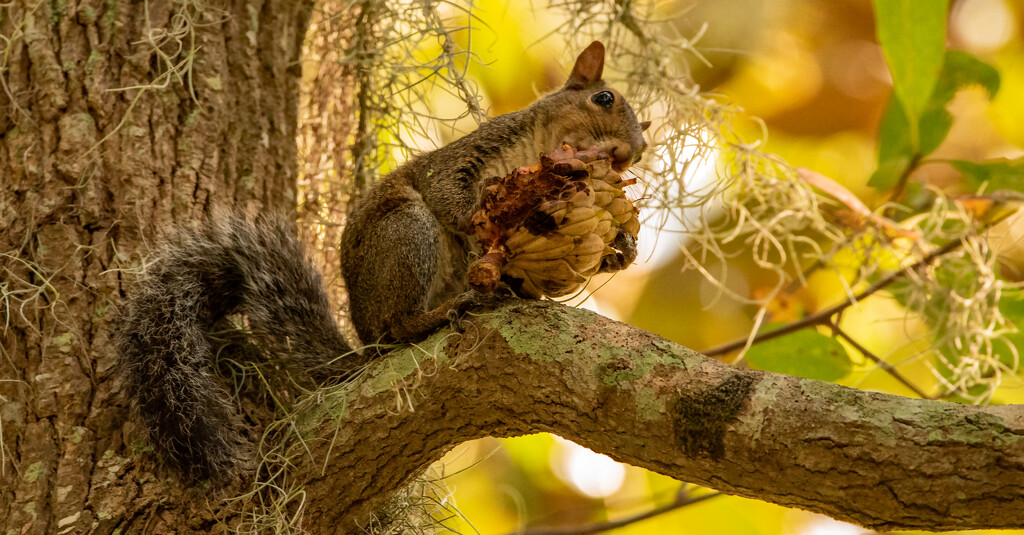 Squirrel, Having a Snack!  by rickster549