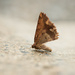 A very tired moth by yaorenliu