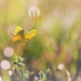 Tiny Wildflower by lynnz