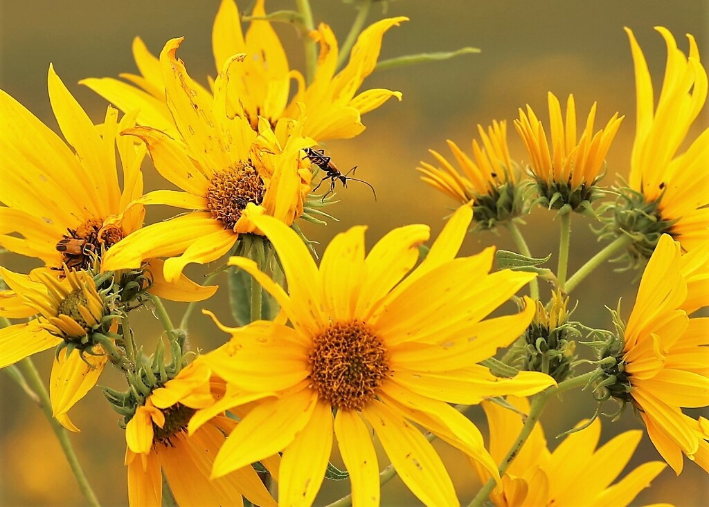 Sawtooth Sunflowers and Bugs by lynnz