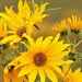Sawtooth Sunflowers and Bugs