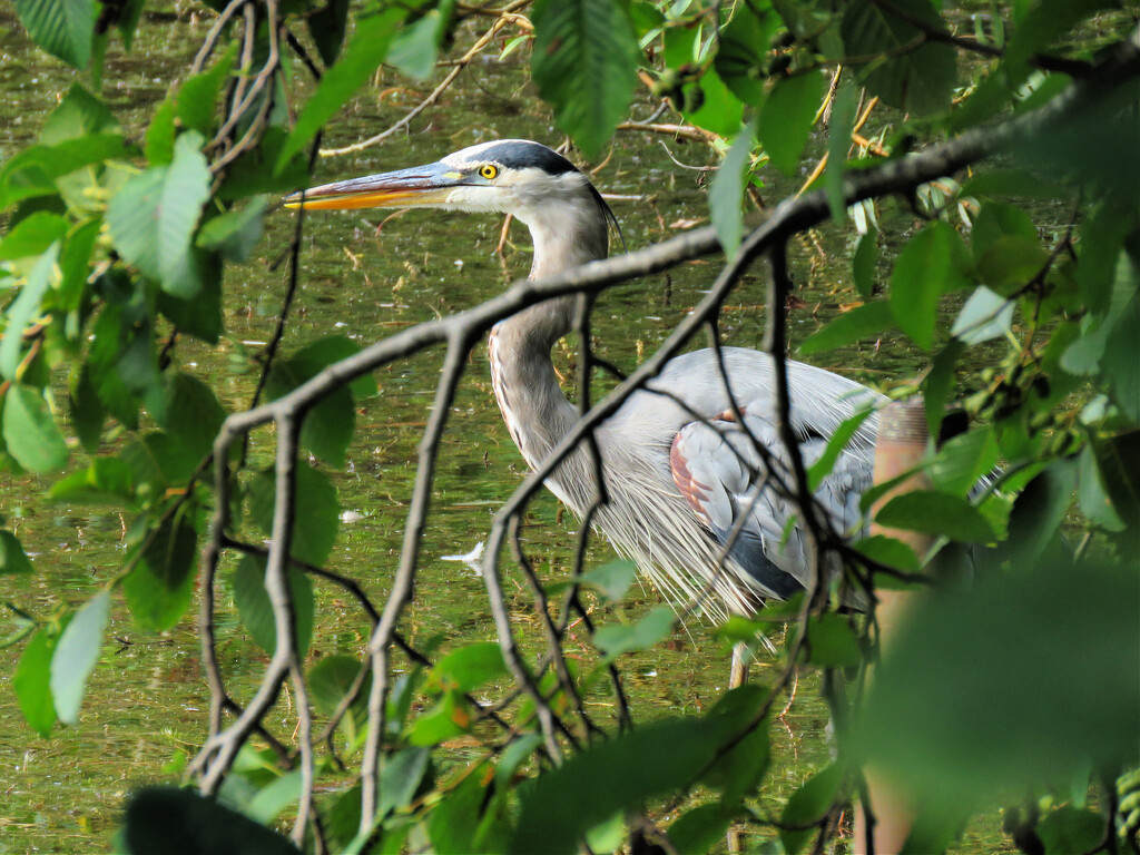 Sneaking up on a GBH... by seattlite