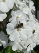 21st Sep 2022 - Hoverfly and the Fly