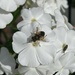 Hoverfly and the Fly by 365projectmaxine