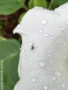 22nd Sep 2022 - Datura Close-Up 