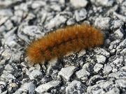 22nd Sep 2022 - Virginia tiger moth caterpillar