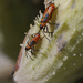 Large milkweed bug 