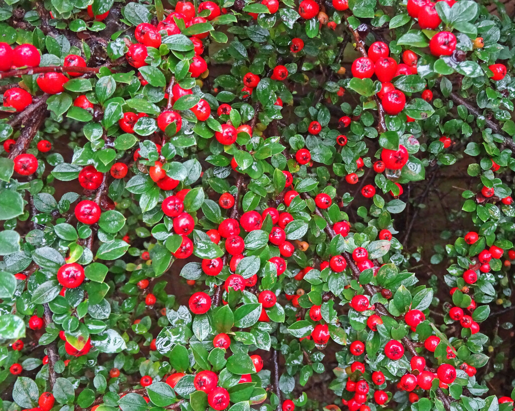 Cotoneaster by marianj