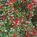 Cotoneaster by marianj