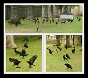 10th Sep 2022 - A Murder of Crows