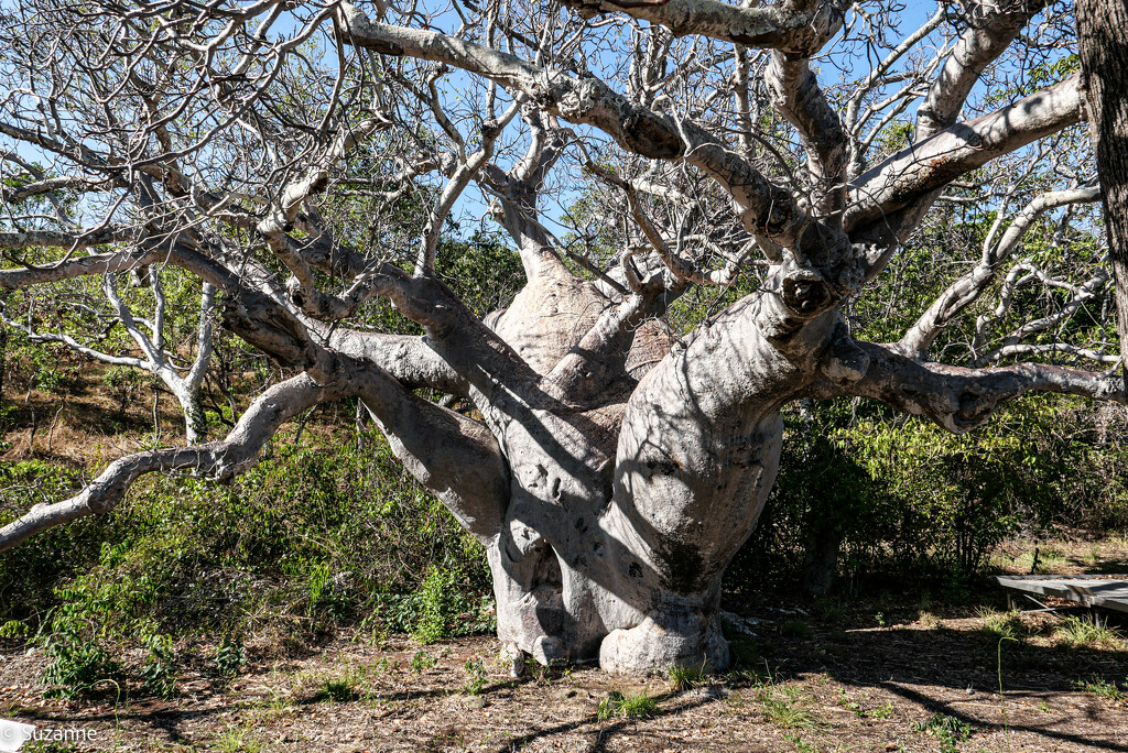 Boab tree, Careening Bay by ankers70