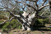 20th Sep 2022 - Boab tree, Careening Bay